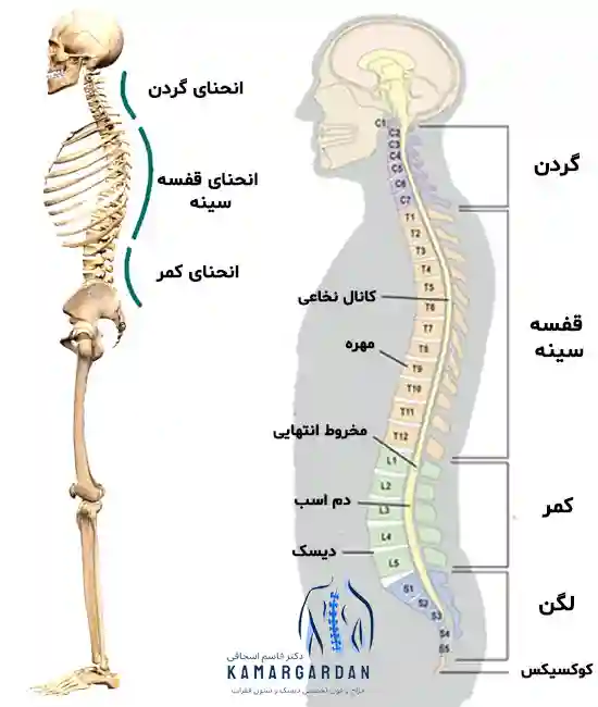 ساختمان استخوان های کمر(ستون فقرات)