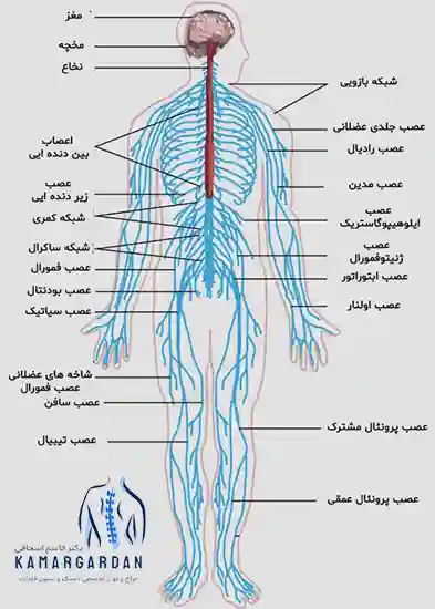 نوار عصب و عضله (الکتروفیزیولوژیک عصب و عضله)