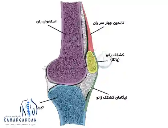 ساختمان و آناتومی زانو