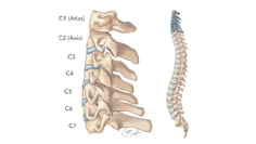 آناتومی ستون فقرات گردن