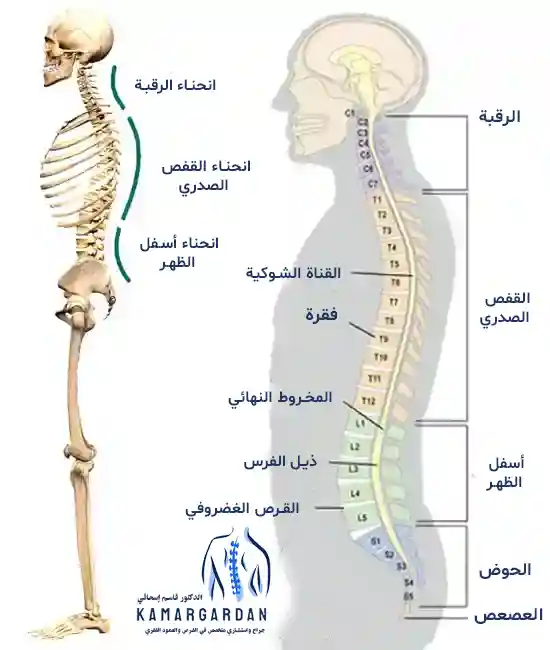 هيكل عظام الظهر (العمود الفقري)