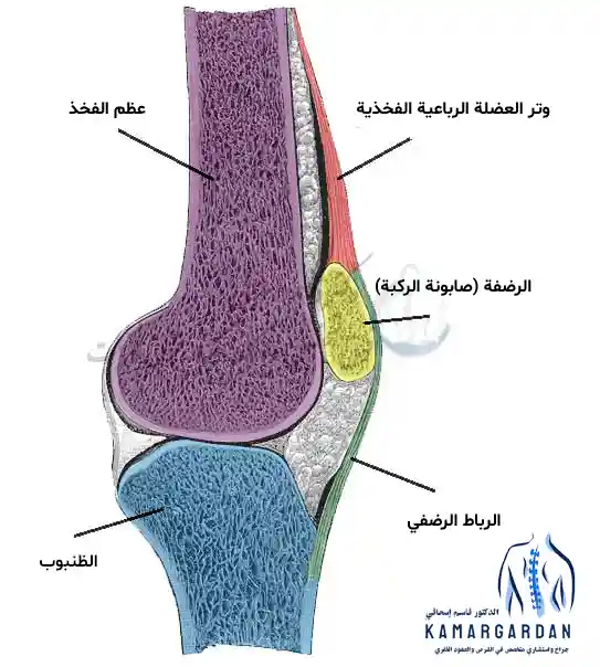 هيكل وتشريح الركبة